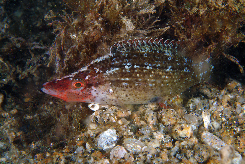 Symphodus rostratus